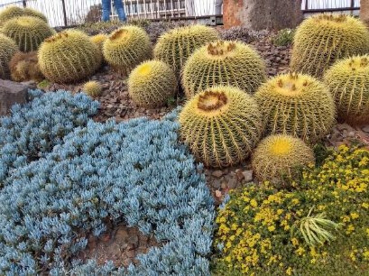 Royal Botanic Gardens Victoria_Melbourne Gardens-4